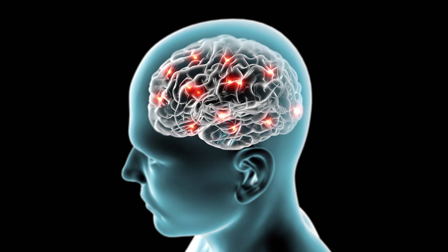 Human Brain